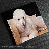 White Poodle Magnetic Note Pad